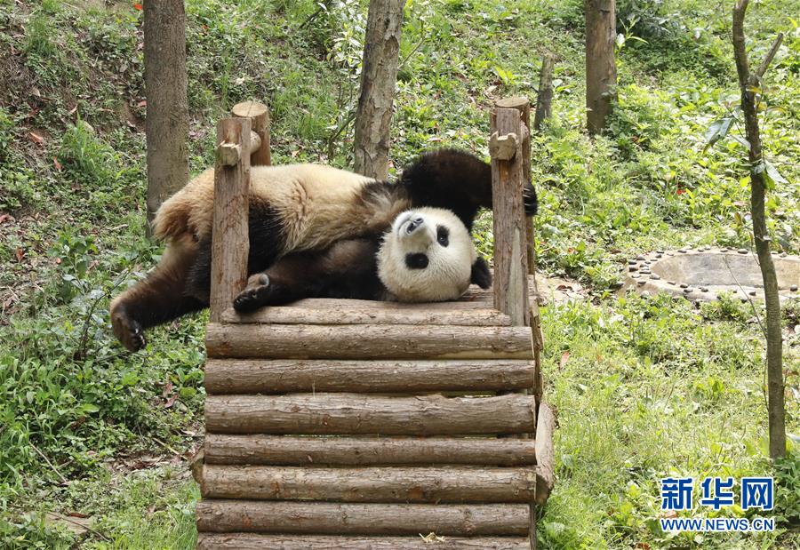 （社会）（5）大熊猫“如意”“丁丁”即将启程赴俄罗斯