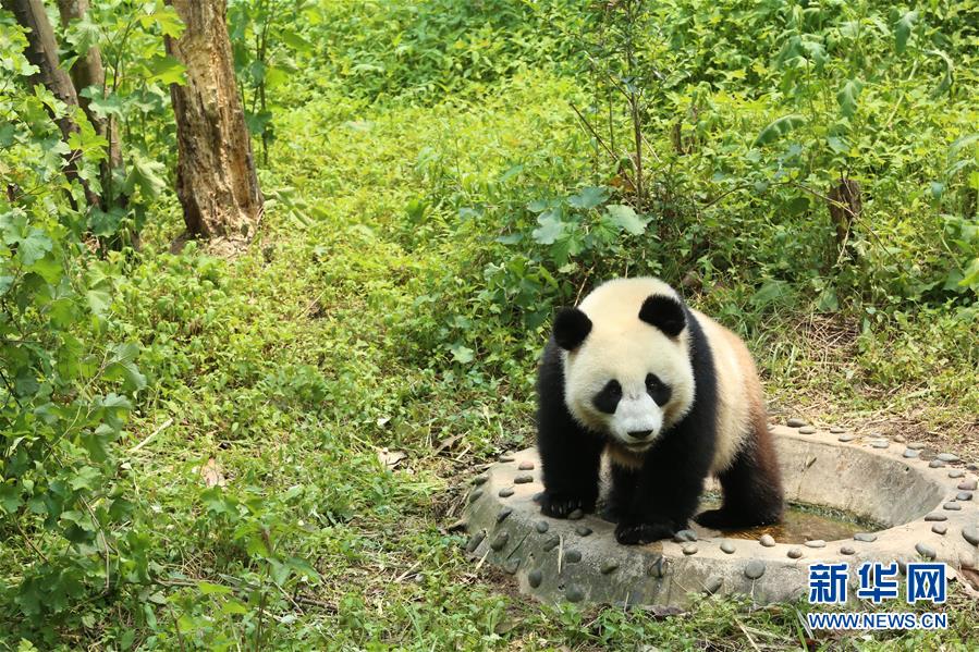 （社会）（1）大熊猫“如意”“丁丁”即将启程赴俄罗斯