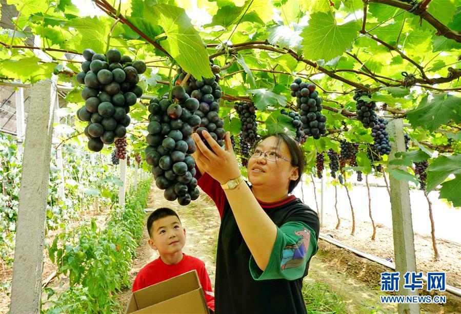 （社会）（1）河北卢龙：小葡萄大产业