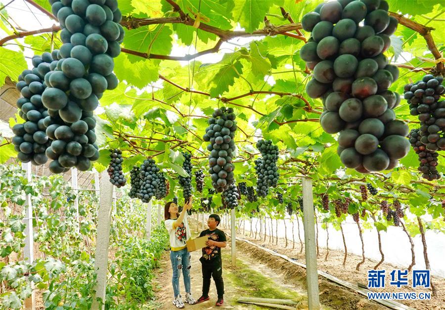 （社会）（2）河北卢龙：小葡萄大产业