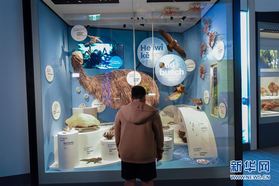 （国际）（5） 新西兰国家博物馆自然馆重新开放