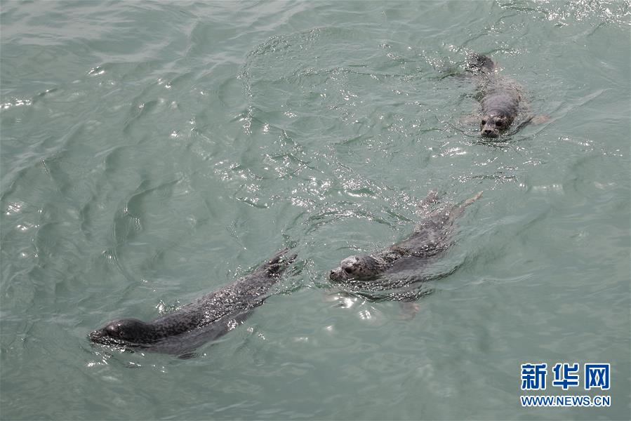 （社会）（1）大连：61头被盗捕野生斑海豹全部放归大海