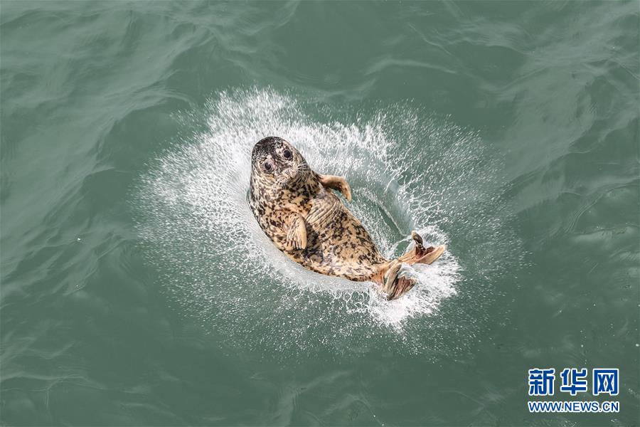 （社会）（2）大连：61头被盗捕野生斑海豹全部放归大海