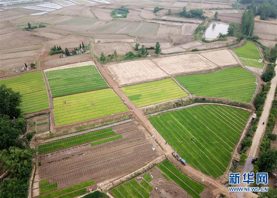 （经济）（4）安徽全椒：规模化育秧助农增收