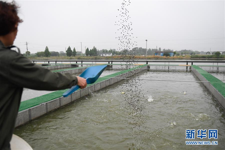 （经济）（1）浙江湖州：把鱼养在“跑道”里