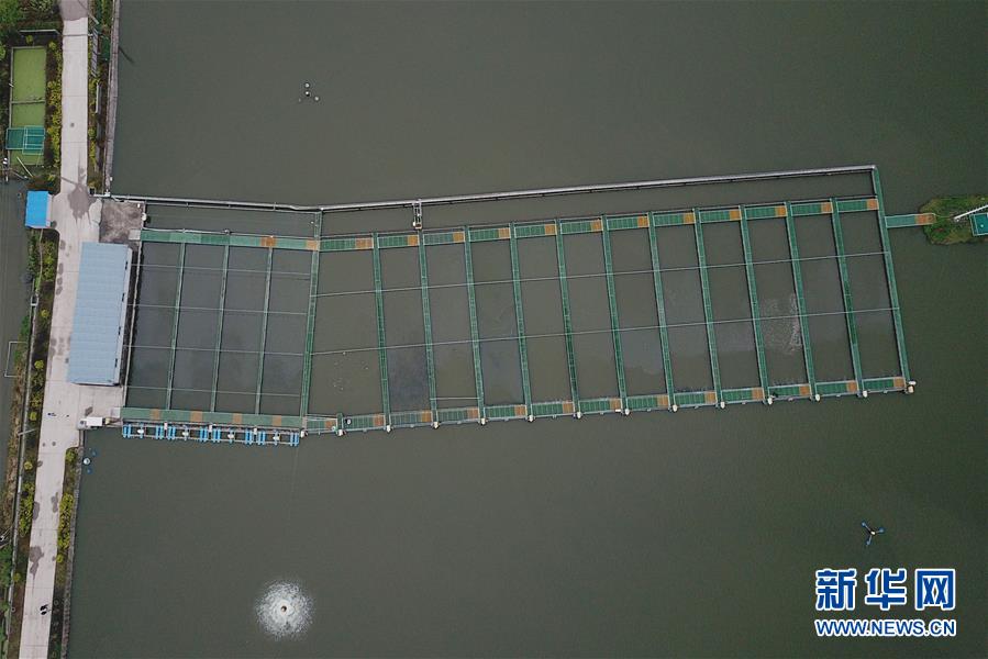 （经济）（3）浙江湖州：把鱼养在“跑道”里