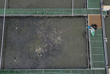 （经济）（2）浙江湖州：把鱼养在“跑道”里