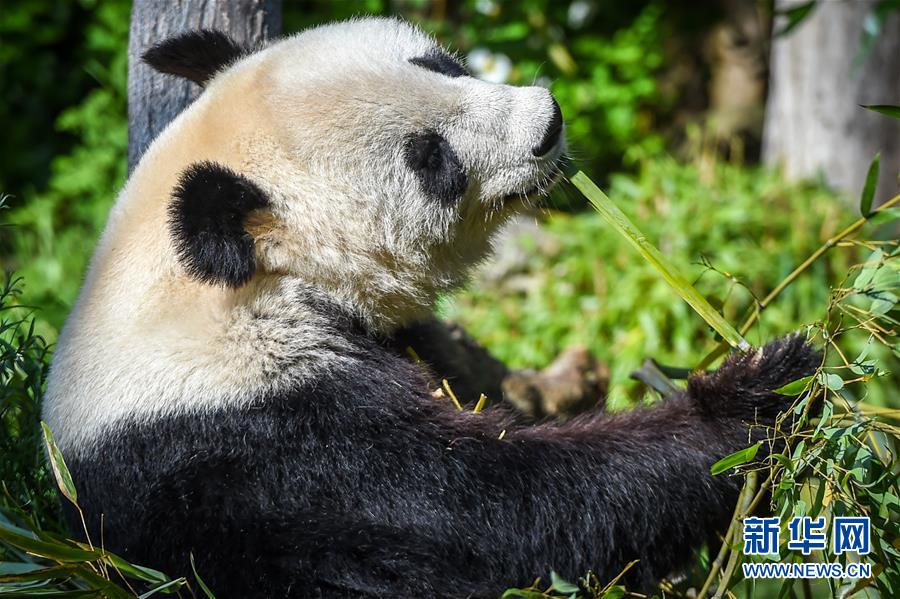 （国际）（4）维也纳：大熊猫“阳阳”的幸福生活