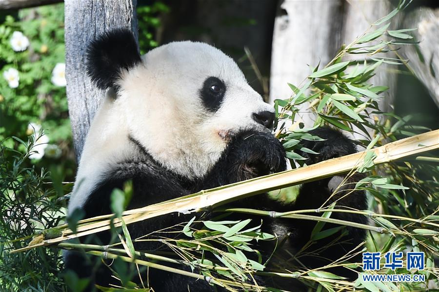 （国际）（2）维也纳：大熊猫“阳阳”的幸福生活