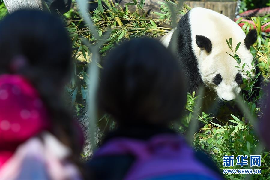 （国际）（5）维也纳：大熊猫“阳阳”的幸福生活