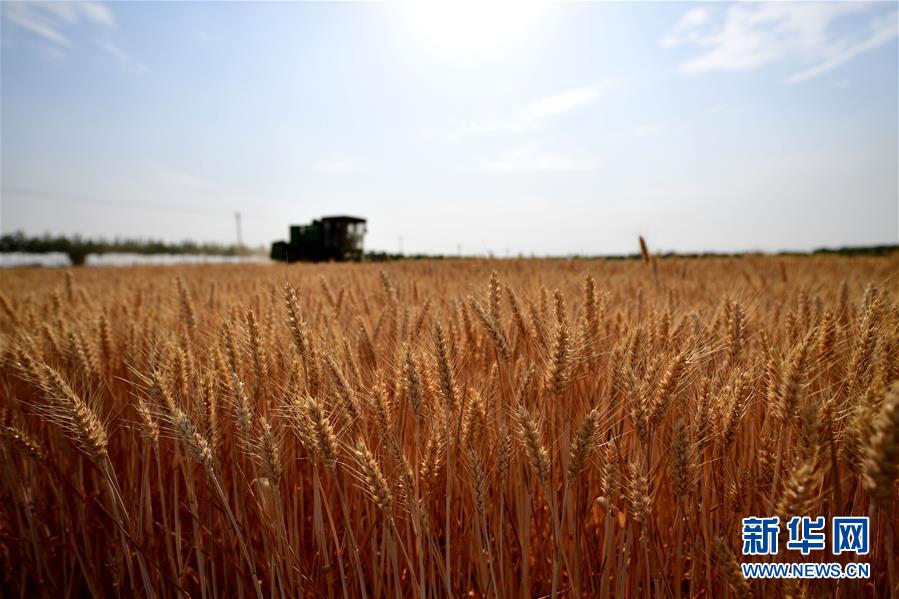 （经济）（1）河南：小麦陆续开镰收获