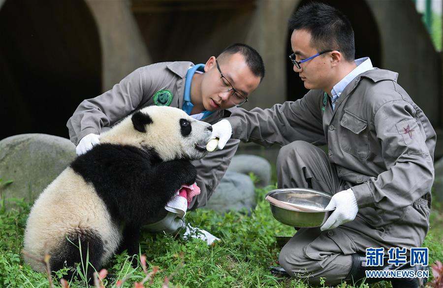 （环境）（3）初夏的“熊猫幼儿园”