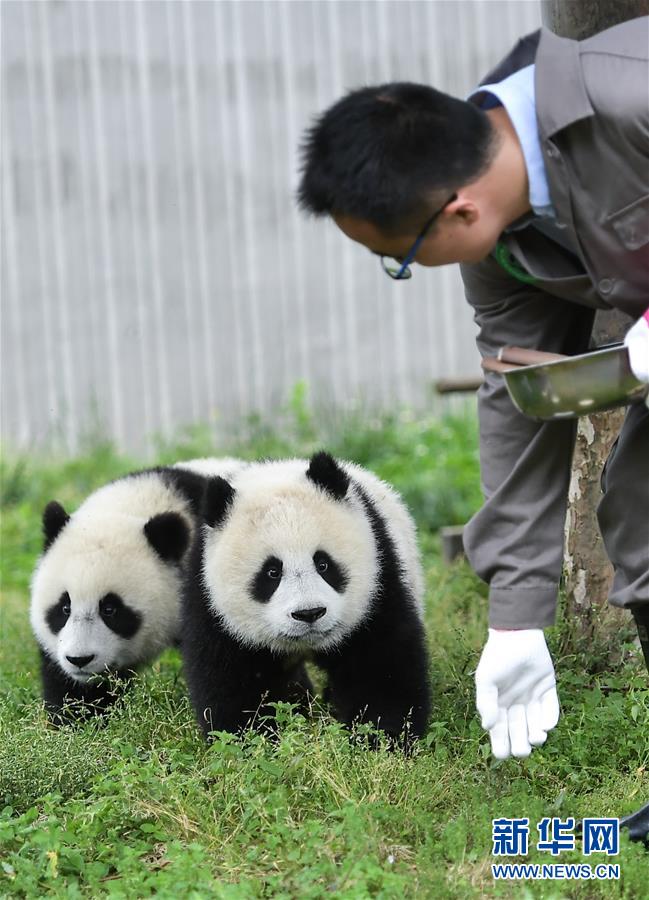 （环境）（4）初夏的“熊猫幼儿园”
