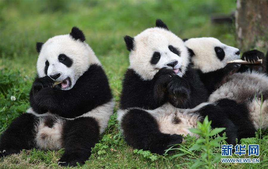 （环境）（7）初夏的“熊猫幼儿园”