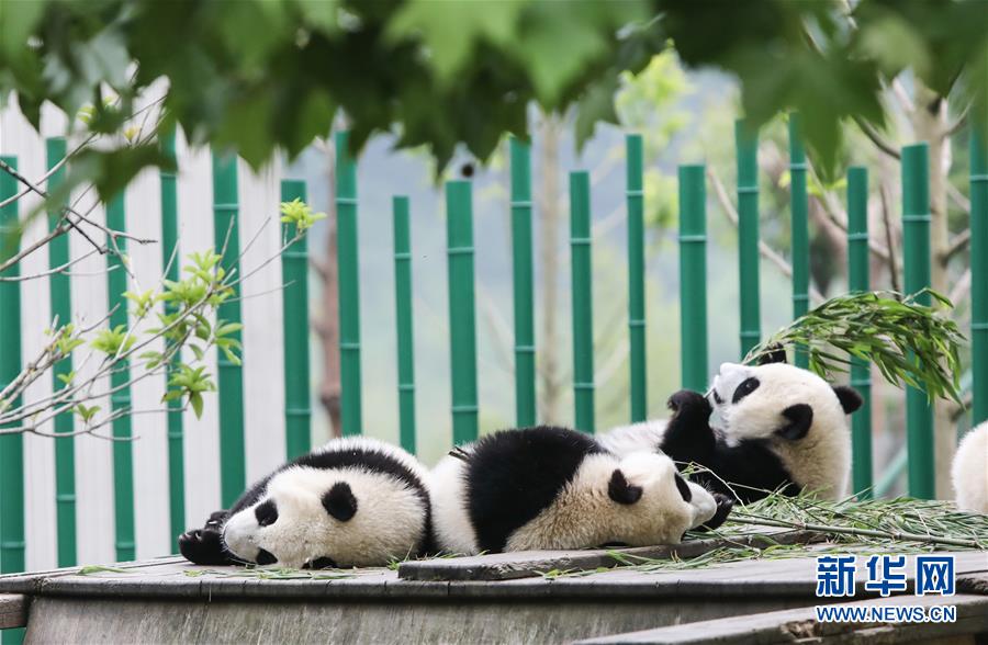 （环境）（11）初夏的“熊猫幼儿园”