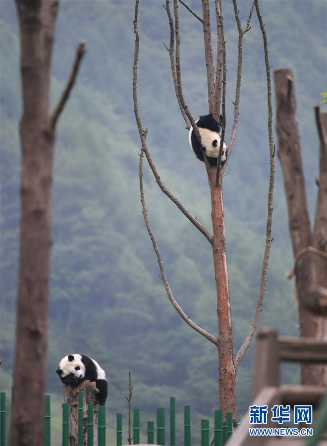 （环境）（12）初夏的“熊猫幼儿园”