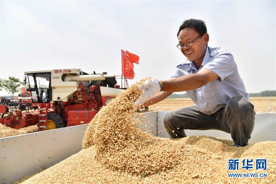（经济）（4）我国第二大小麦主产区山东开镰收麦