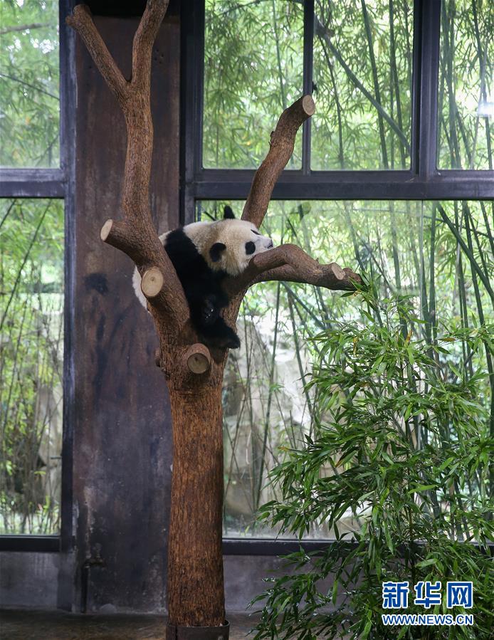 （社会）（1）上海：大熊猫宝宝取名为“七七”