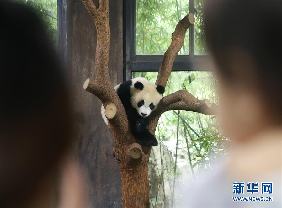 （社会）（2）上海：大熊猫宝宝取名为“七七”