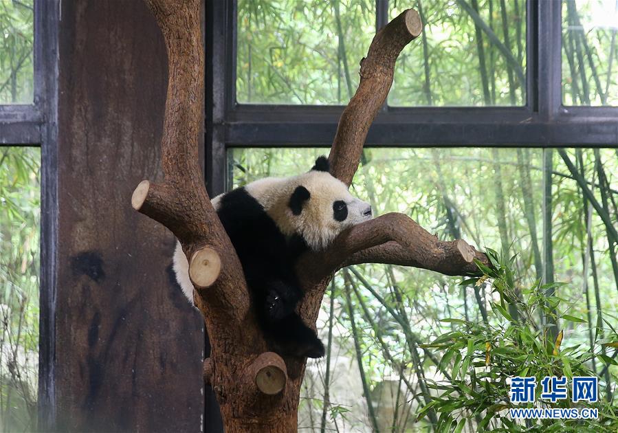 （社会）（3）上海：大熊猫宝宝取名为“七七”
