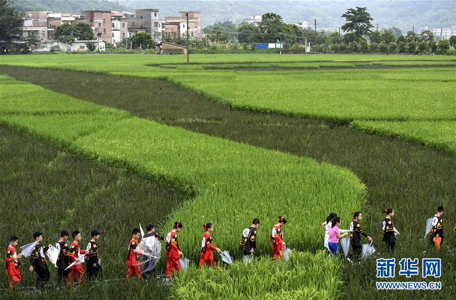 （社会）（2）稻浪绵延 大地锦画