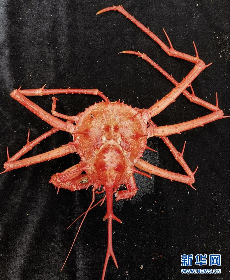 （科技）（2）“发现”号在西太平洋海山采集到深海蟹