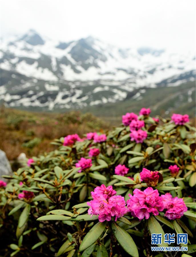 （环境）（11）西藏仍然是世界上生态环境最好的地区之一