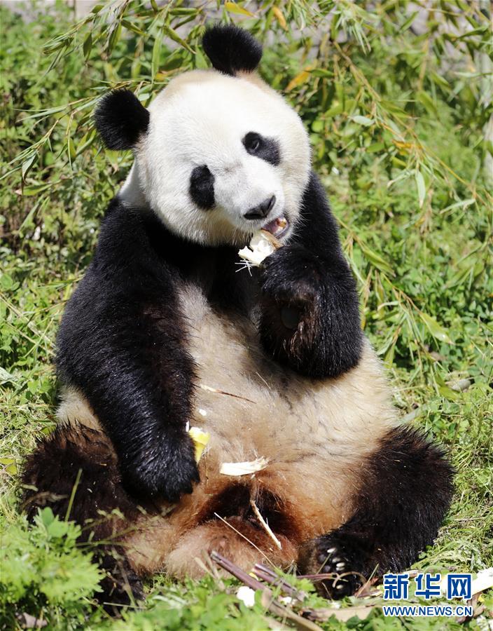 （社会）（4）全球唯一大熊猫三胞胎姐姐“萌萌”成功交配