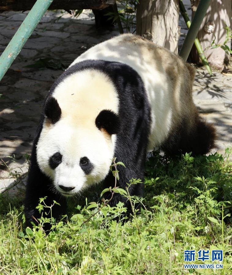（社会）（5）全球唯一大熊猫三胞胎姐姐“萌萌”成功交配