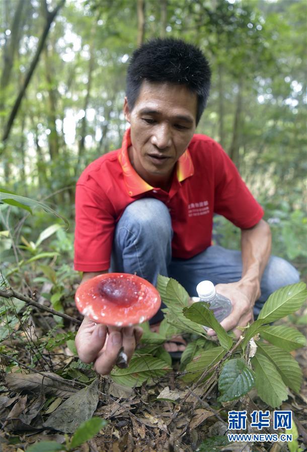 （经济）（2）广西钦州：野生红椎菌迎来收获季