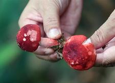 （经济）（1）广西钦州：野生红椎菌迎来收获季