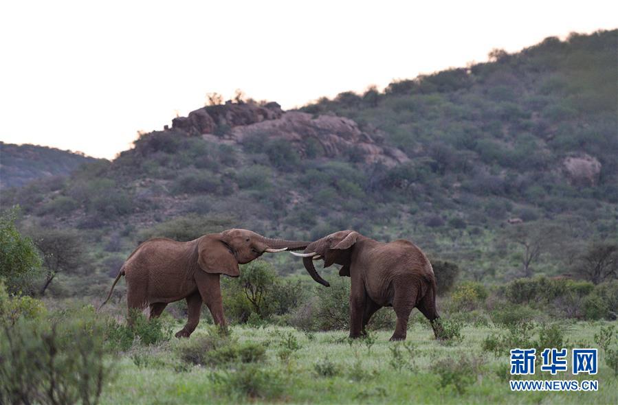 （国际）（6）初见肯尼亚桑布鲁国家公园