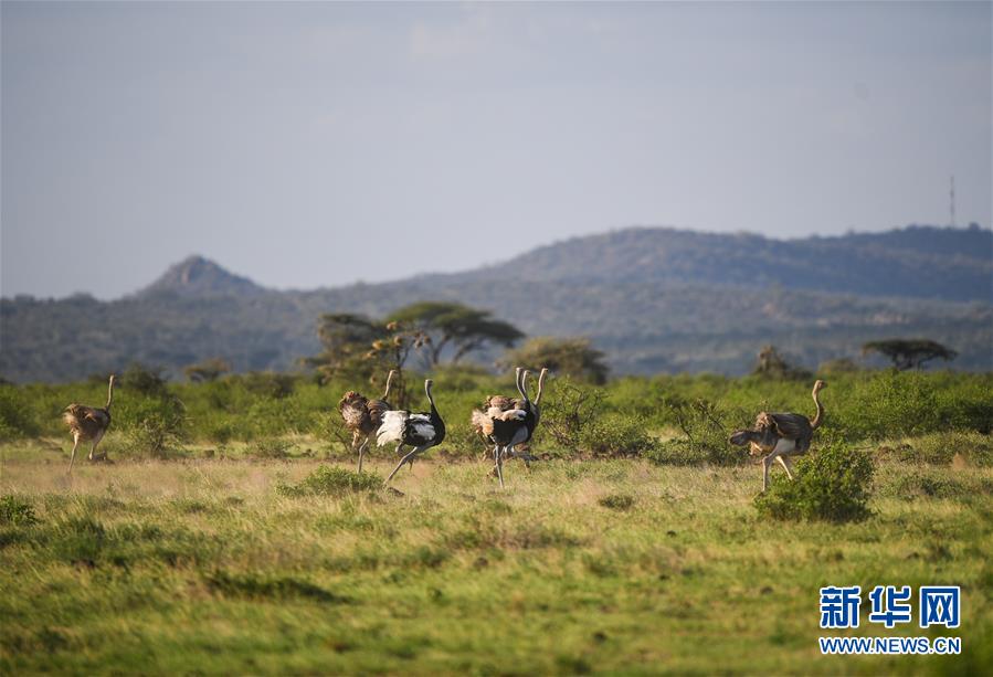 （国际）（5）初见肯尼亚桑布鲁国家公园