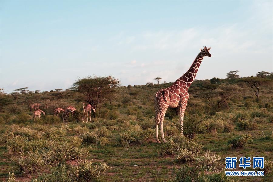 （国际）（8）初见肯尼亚桑布鲁国家公园
