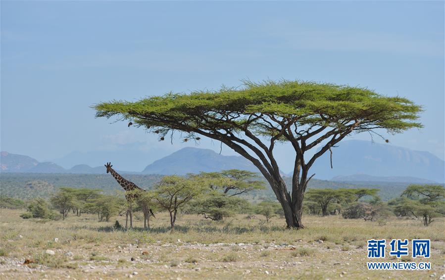 （国际）（2）初见肯尼亚桑布鲁国家公园