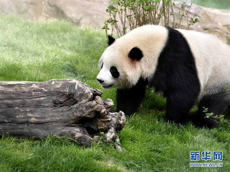 （社会）（3）高原西宁首家熊猫馆对外开放 
