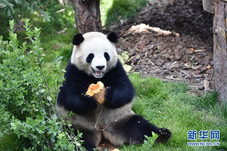 （社会）（7）高原西宁首家熊猫馆对外开放 