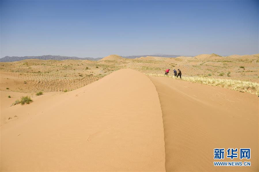 宁夏中卫：草方格扎出的沙漠绿意图2