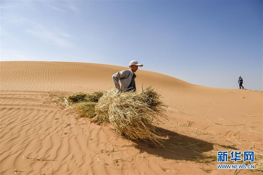 （环境）（4）宁夏中卫：草方格扎出的沙漠绿意