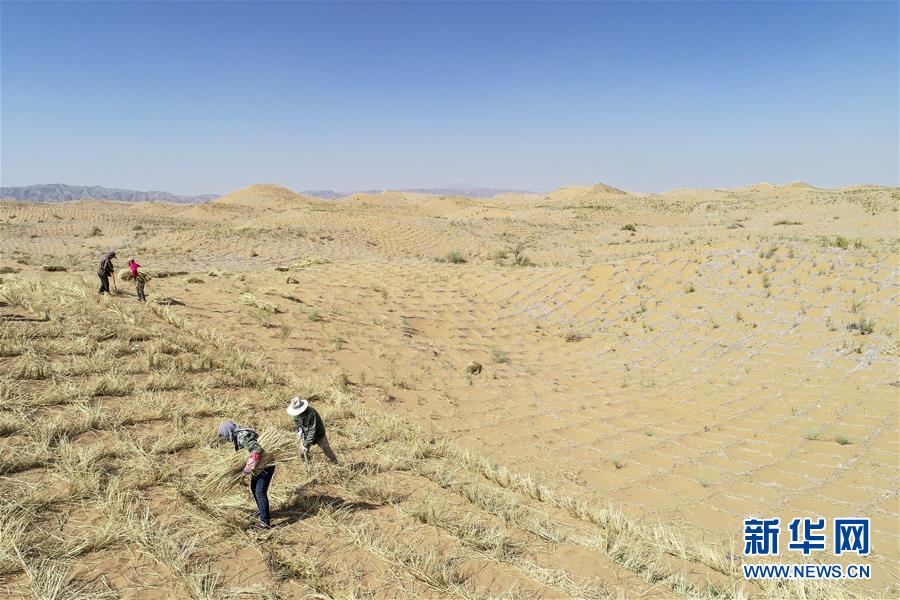 （环境）（5）宁夏中卫：草方格扎出的沙漠绿意