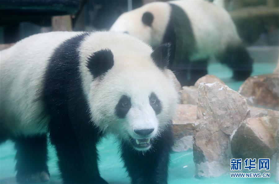（社会）（2）大熊猫“风光兄弟”光临上海