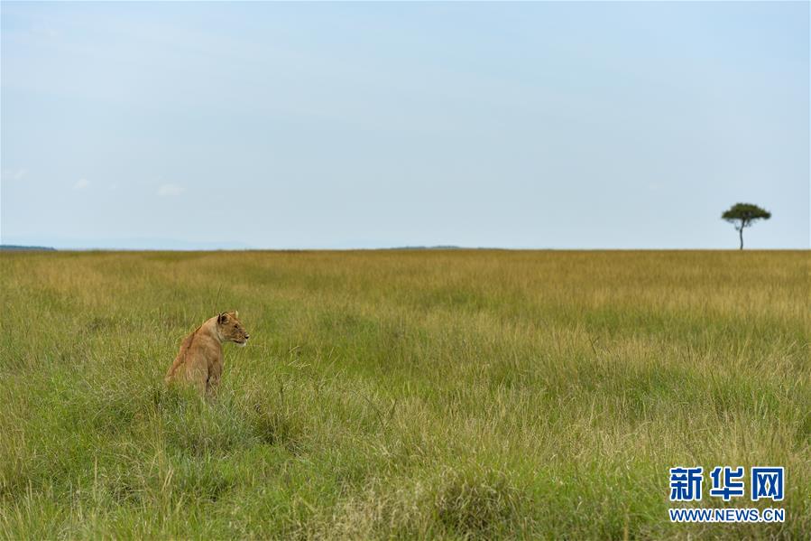（国际）（1）肯尼亚马赛马拉国家保护区掠影