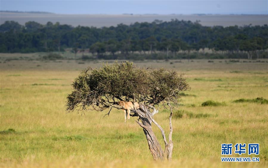 （国际）（2）肯尼亚马赛马拉国家保护区掠影