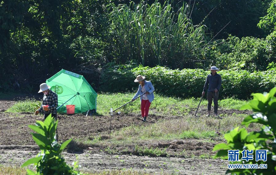 （社会）（4）夏至农事忙