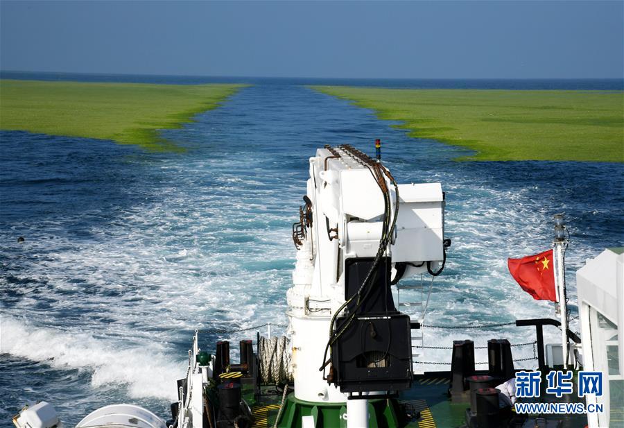 （环境）（3）黄海海域浒苔分布面积超过5万平方公里