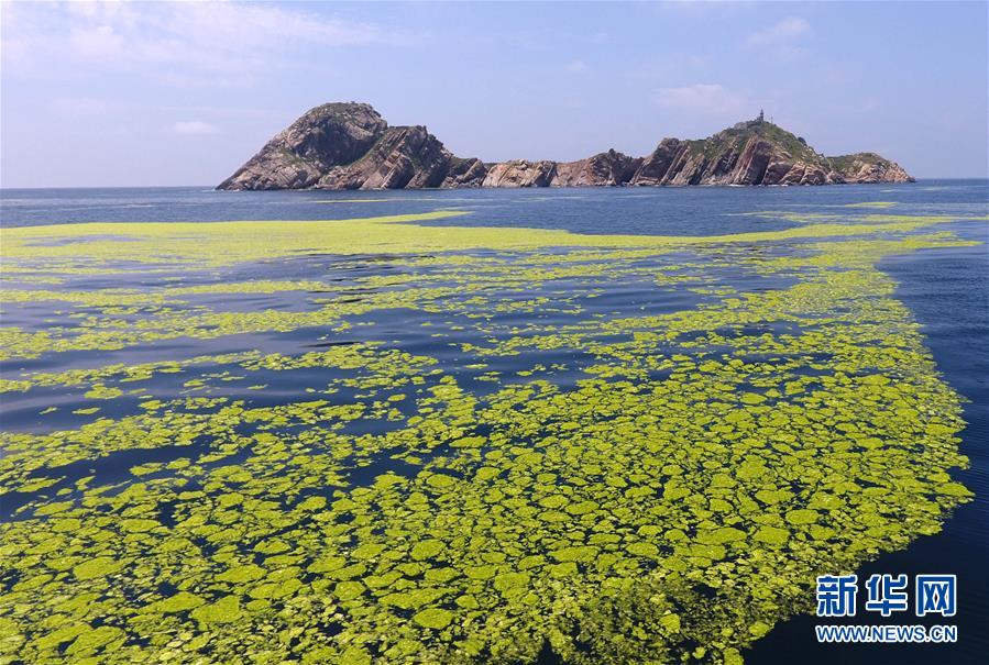 （环境）（7）黄海海域浒苔分布面积超过5万平方公里