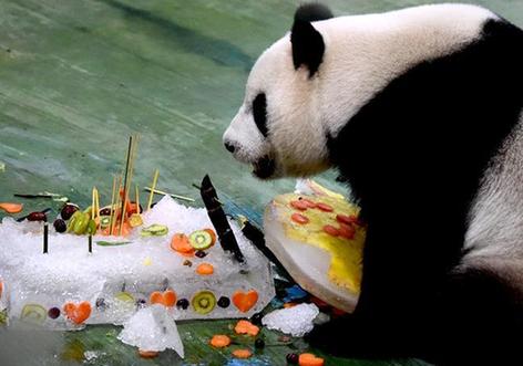（新华视界）（8）台北：大熊猫“圆仔”迎来6岁生日