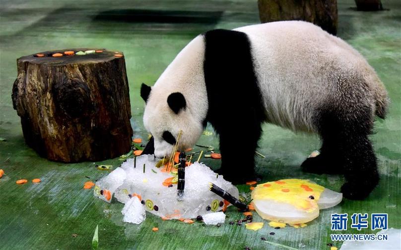 （新华视界）（1）台北：大熊猫“圆仔”迎来6岁生日