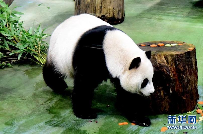 （新华视界）（5）台北：大熊猫“圆仔”迎来6岁生日