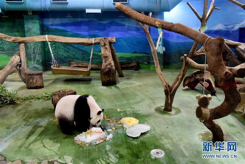 （新华视界）（6）台北：大熊猫“圆仔”迎来6岁生日